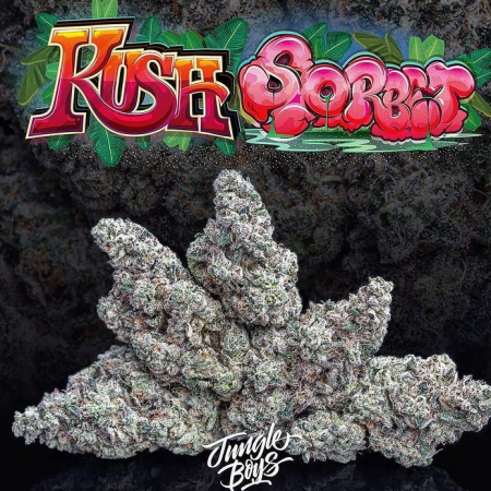Jungle Boys | Kush Sorbet - 3.5g Flower